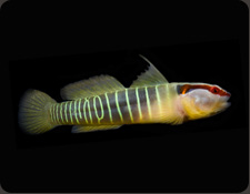 ORA Greenbanded Goby