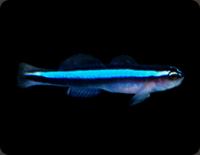 ORA Gobies