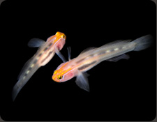 ORA Red Head Goby (E. puncticulatus)
