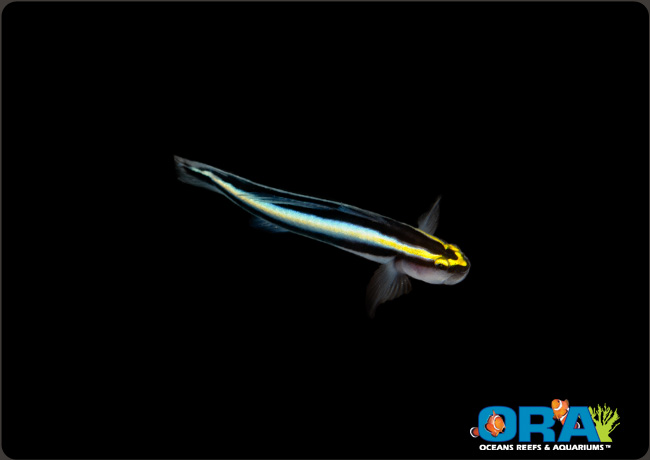 Sharknose Goby | Elacatinus evelynae | ORA | Oceans, Reefs & Aquariums