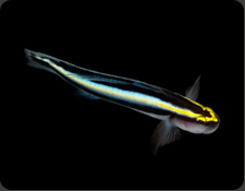 ORA Sharknose Goby (E. evelynae)