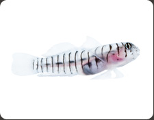 ORA Tiger Goby (E. macrodon)