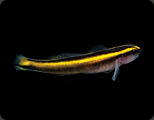 ORA Yellowline Goby (E. figaro)