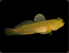 ORA Watchman Goby (C. cinctus)