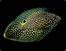 Other ORA Fish
