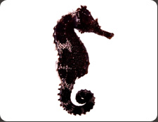 ORA Lined Seahorse (H. erectus)