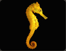 ORA Brazilian Seahorse (H. reidi)