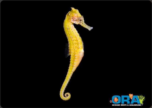 Yellow Kuda