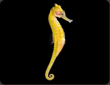 ORA Yellow Kuda Seahorse (H. kuda)