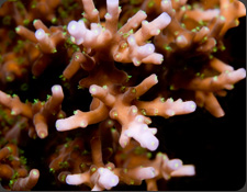 ORA Australian Delicate Stag