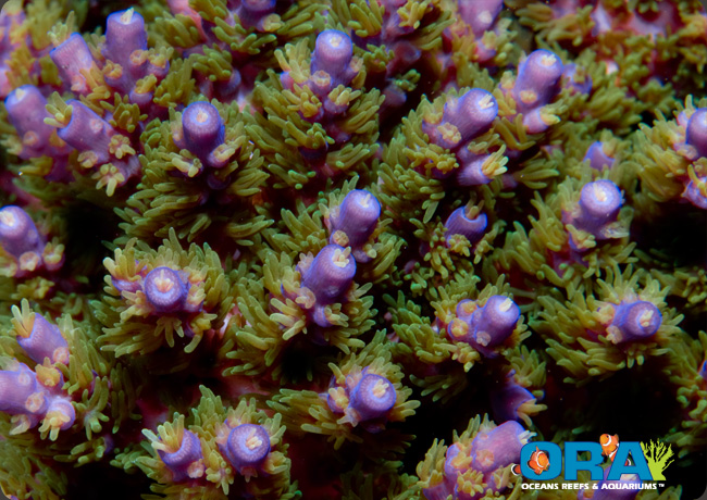 ORA Joe the Coral, Acropora sp., ORA