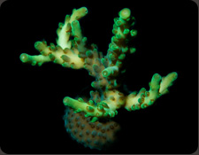 ORA Gecko Green