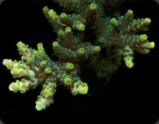 ORA Green Planet