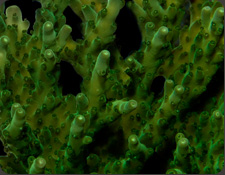 ORA Green Velvet
