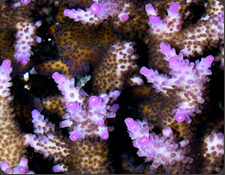 ORA Miami Orchid