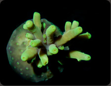 ORA Phil's Granulosa