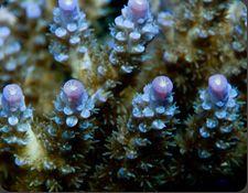 ORA Roscoe's Blue Acro
