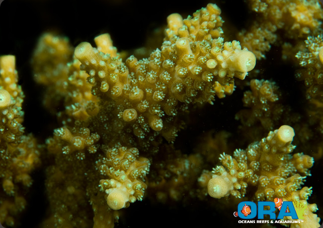 Scripps Green Tip Stag