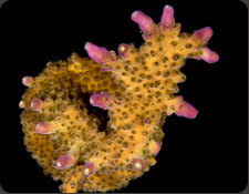 ORA Solitaryensis