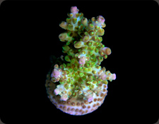 ORA Marshall Islands Mariculture Farm