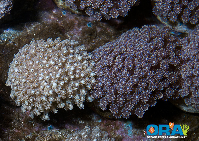 Goniopora