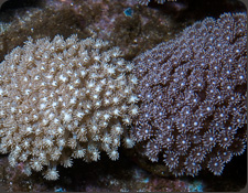 MIMF Goniopora