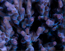 ORA Marshall Islands Mariculture Farm