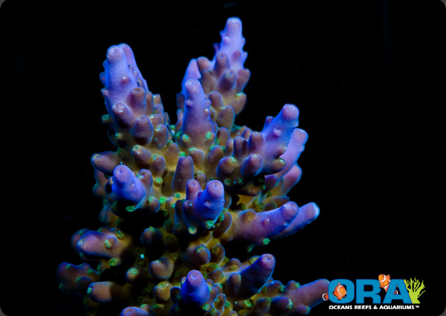 Purple & Green Acro