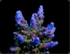 MIMF Purple & Green Acro