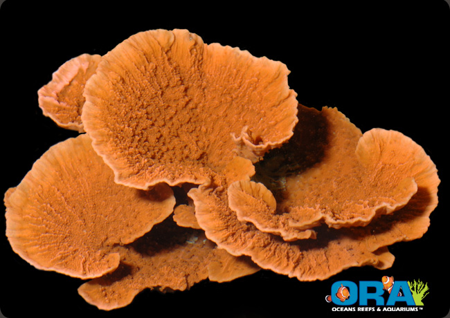Orange Capricornis
