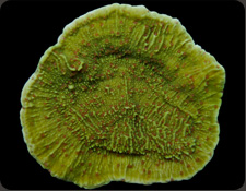 ORA Pink Polyp Cap