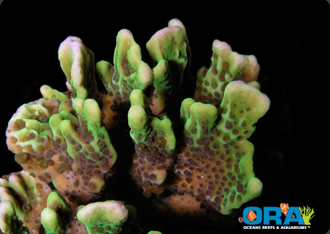 Montipora Spongodes