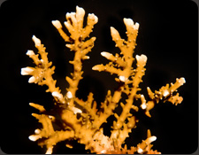 ORA Anacropora forbesi
