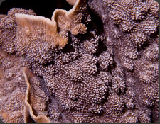 Other Corals
