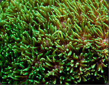 ORA Metallic Green Galaxea