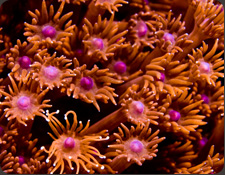 Other Corals