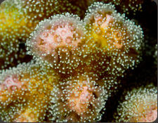 ORA Pocillopora