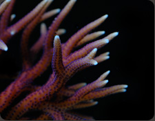 ORA Hyacinth Birdsnest