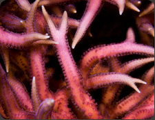 ORA Pink Birdsnest