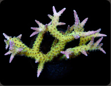 ORA Hard Corals