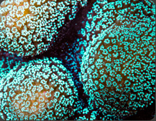ORA Green Stylophora