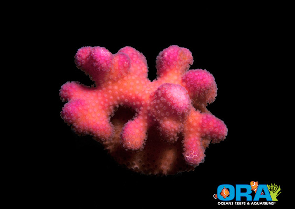 ORA Pink Stylophora