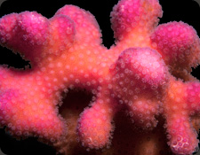 ORA Pink Stylophora