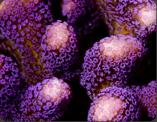ORA Stylophora