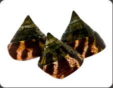 ORA Trochus Snails