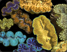 ORA Invertebrates