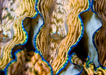 Group of Derasa Clams