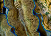 Group of Derasa Clams