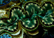 ORA Green Maxima Clam