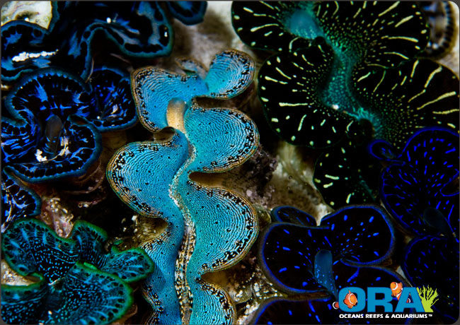 Maxima Clams